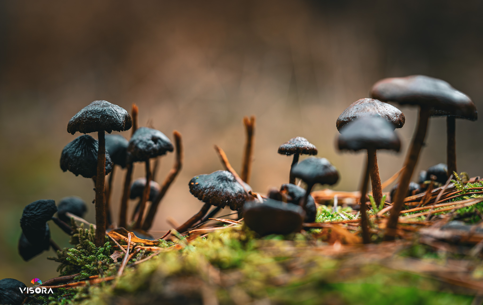 Makro Fotografie