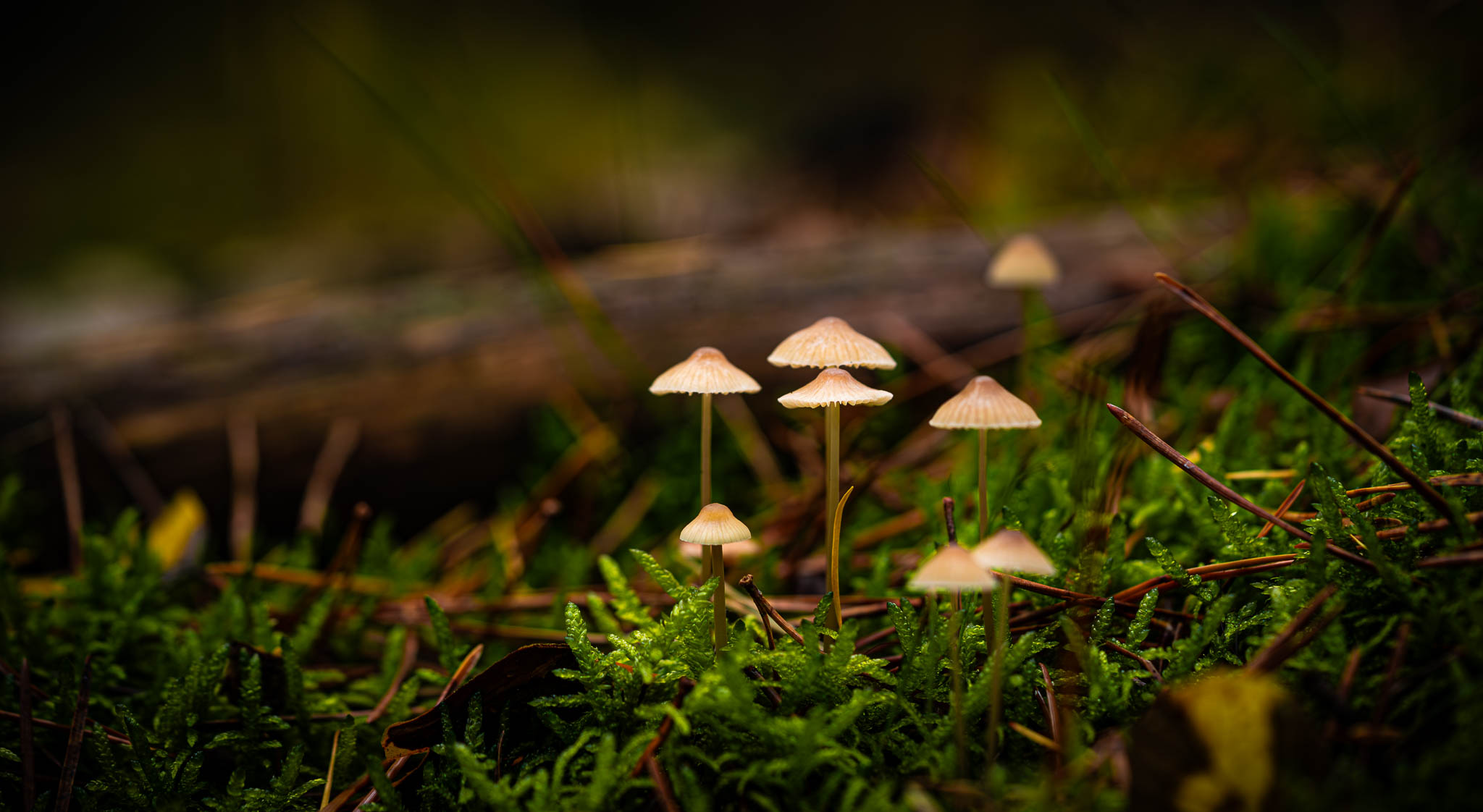 Fotografie Portfolio