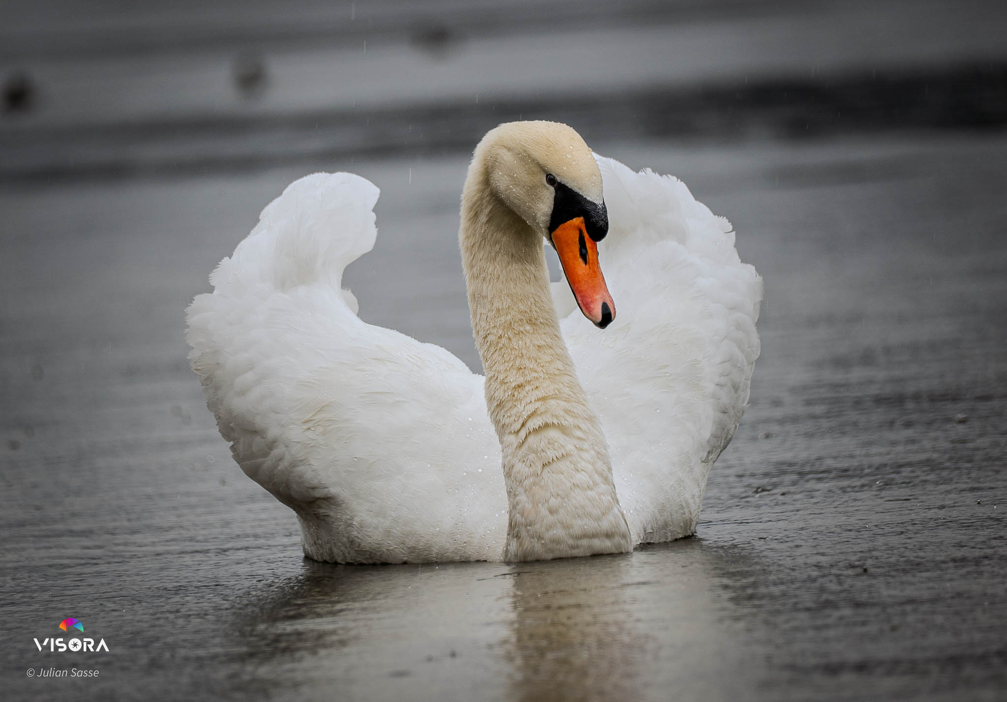 Tierfotografie
